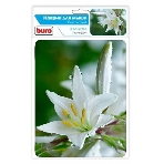 Коврик для мыши Buro BU-M20041 рисунок/лилия, фото5