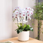 Светильник фито Cactus GARDEN светод. 7.5Вт цв.св.:белый (CS-LED-ORCHID), фото3
