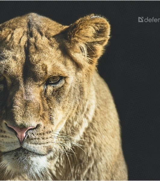 Коврик для мыши Defender Wild Animals и, 220x180x2 мм, 8 видов